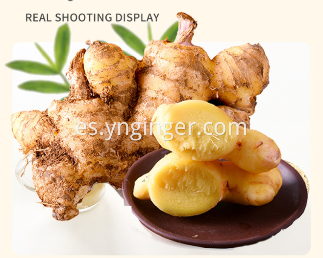 Fresh ginger 06214